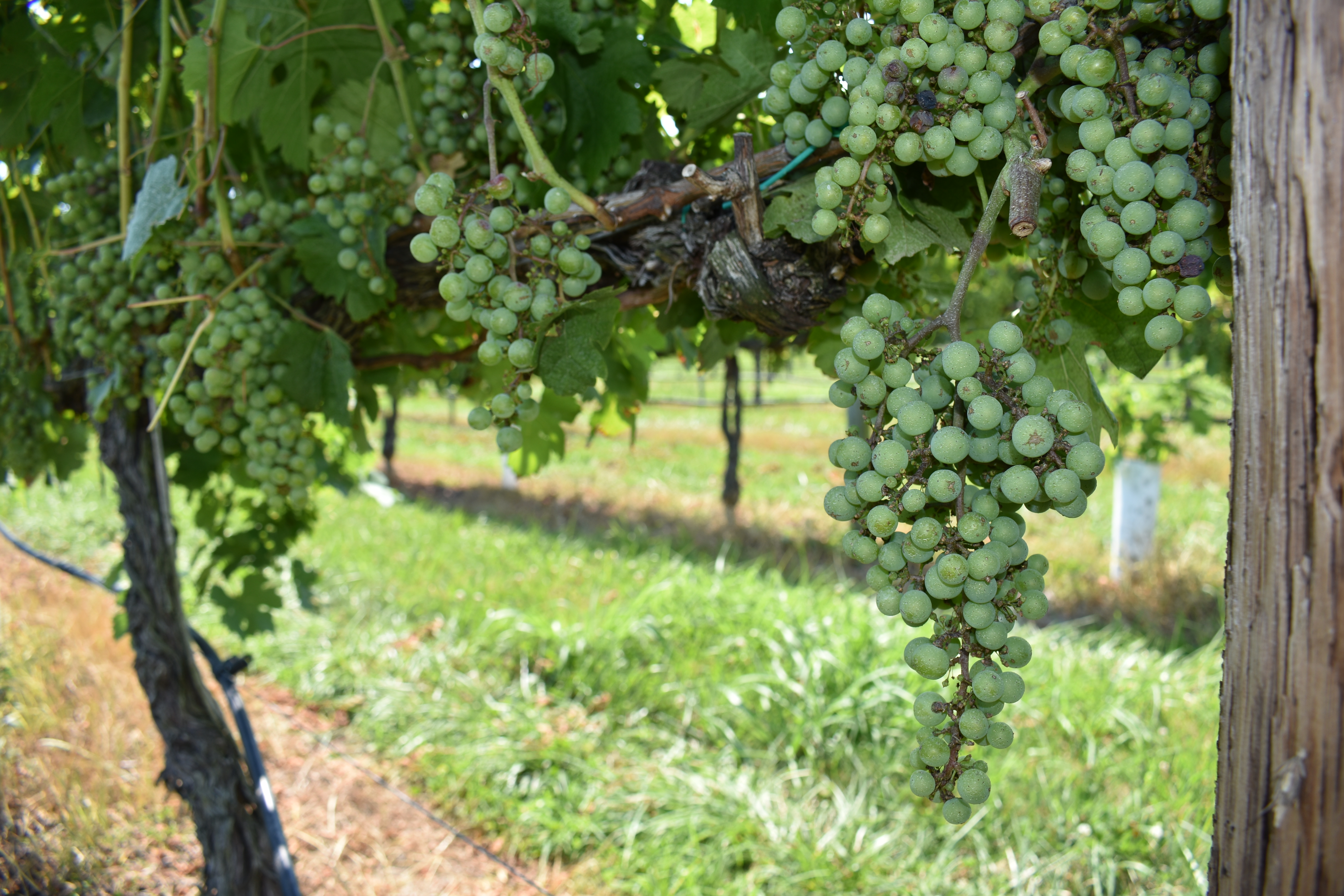 Maryland Wine Grapes - Great Shoals
