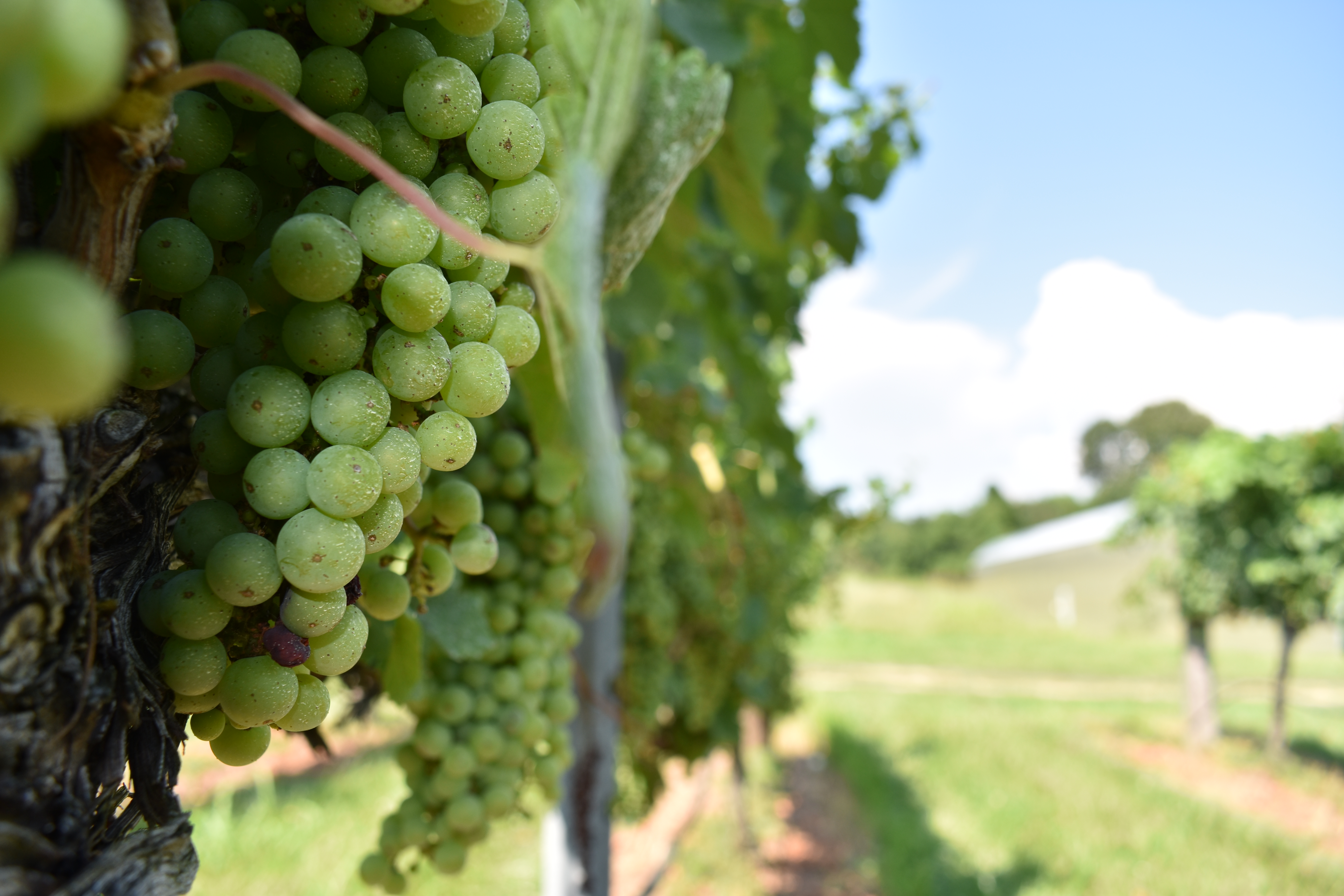 Maryland Wine Great Shoals Cellars