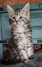 Silver tabby.jpg