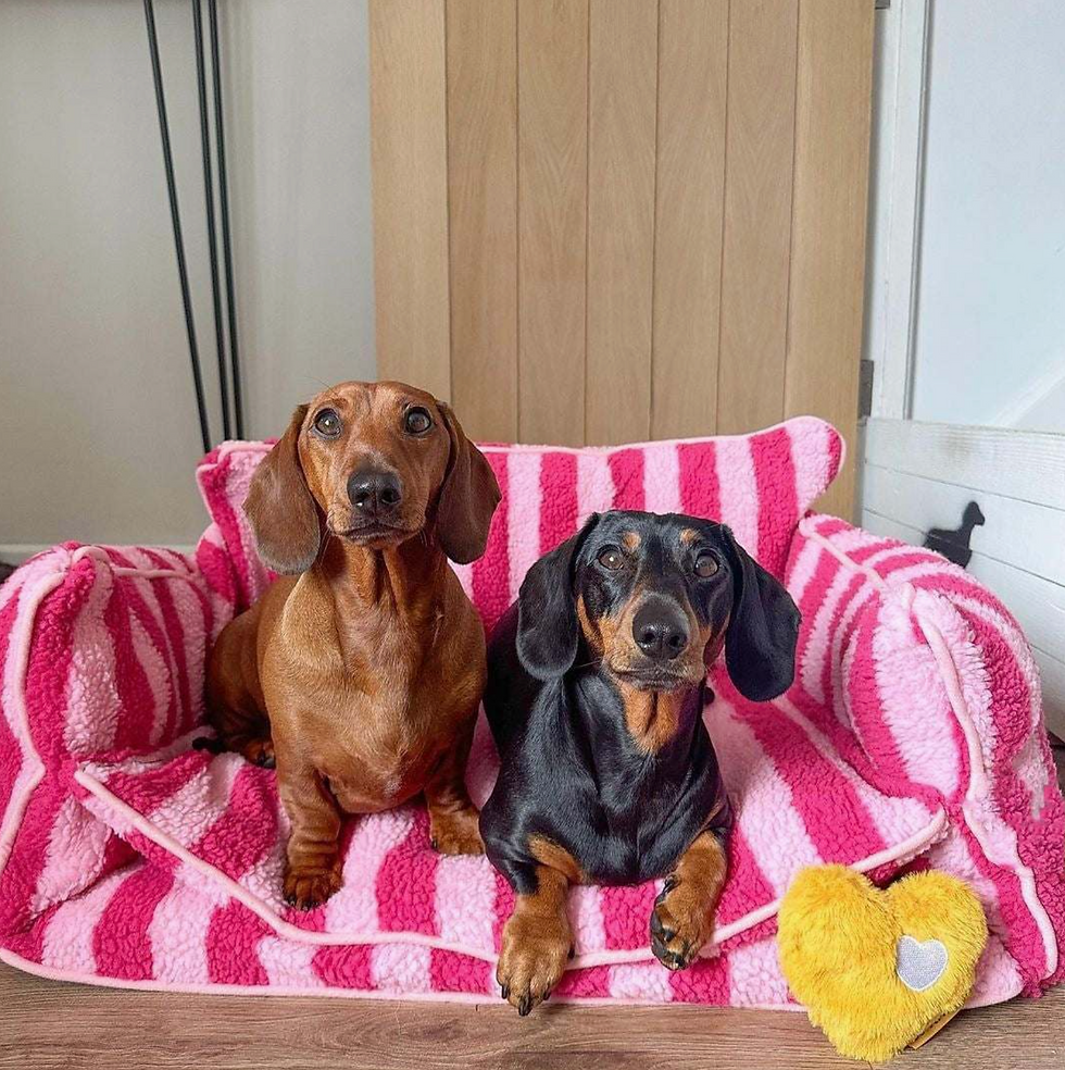 Thumbnail: Glow Pups Striped Dog Bed