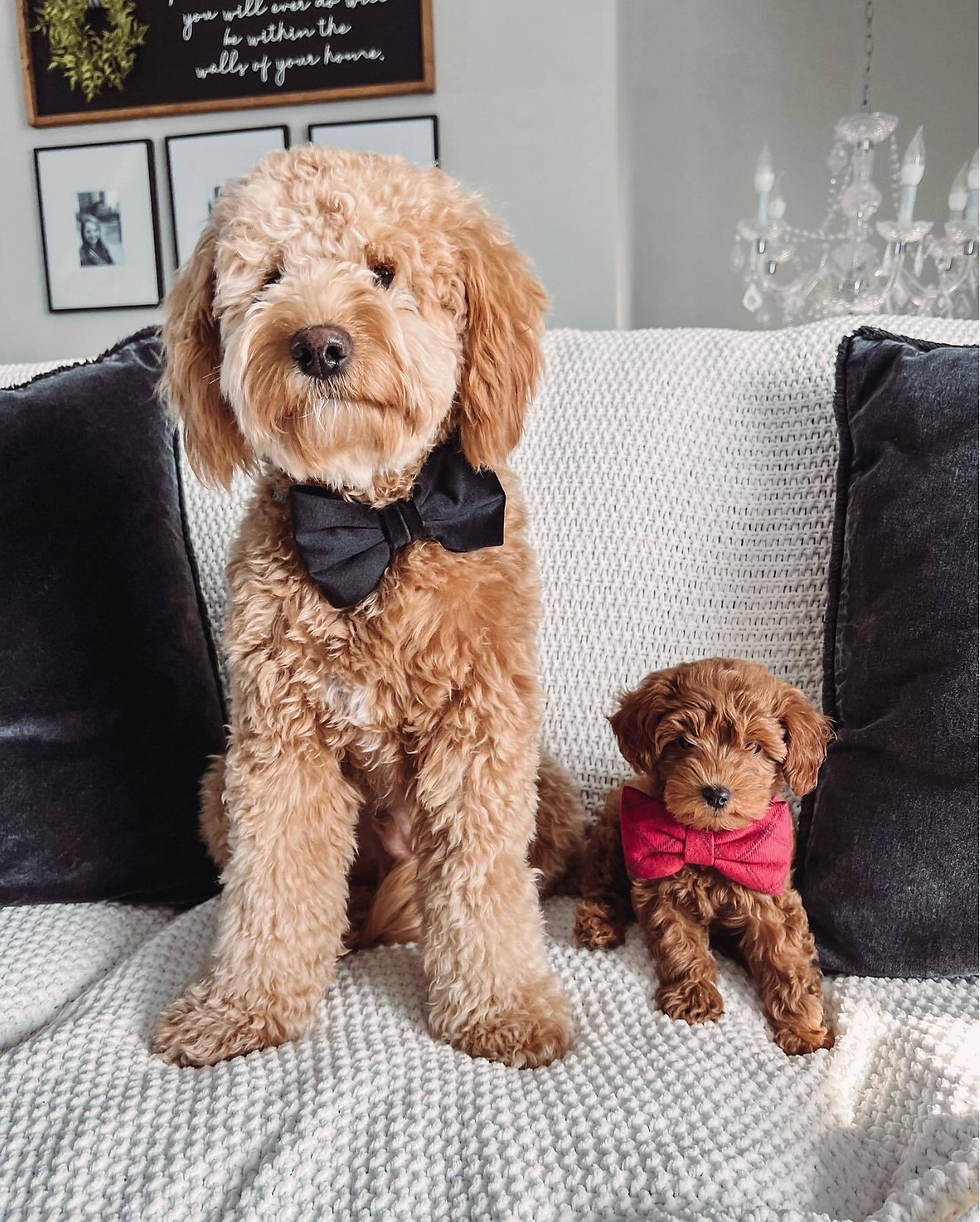 Thumbnail: The Foggy Dog Velvet Bow Tie