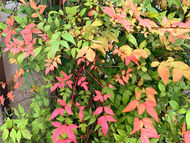 あなたのストレングスは何ですか