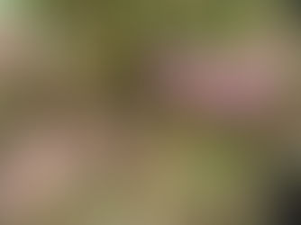 豊島区精神保健福祉講演会(支援者向け)