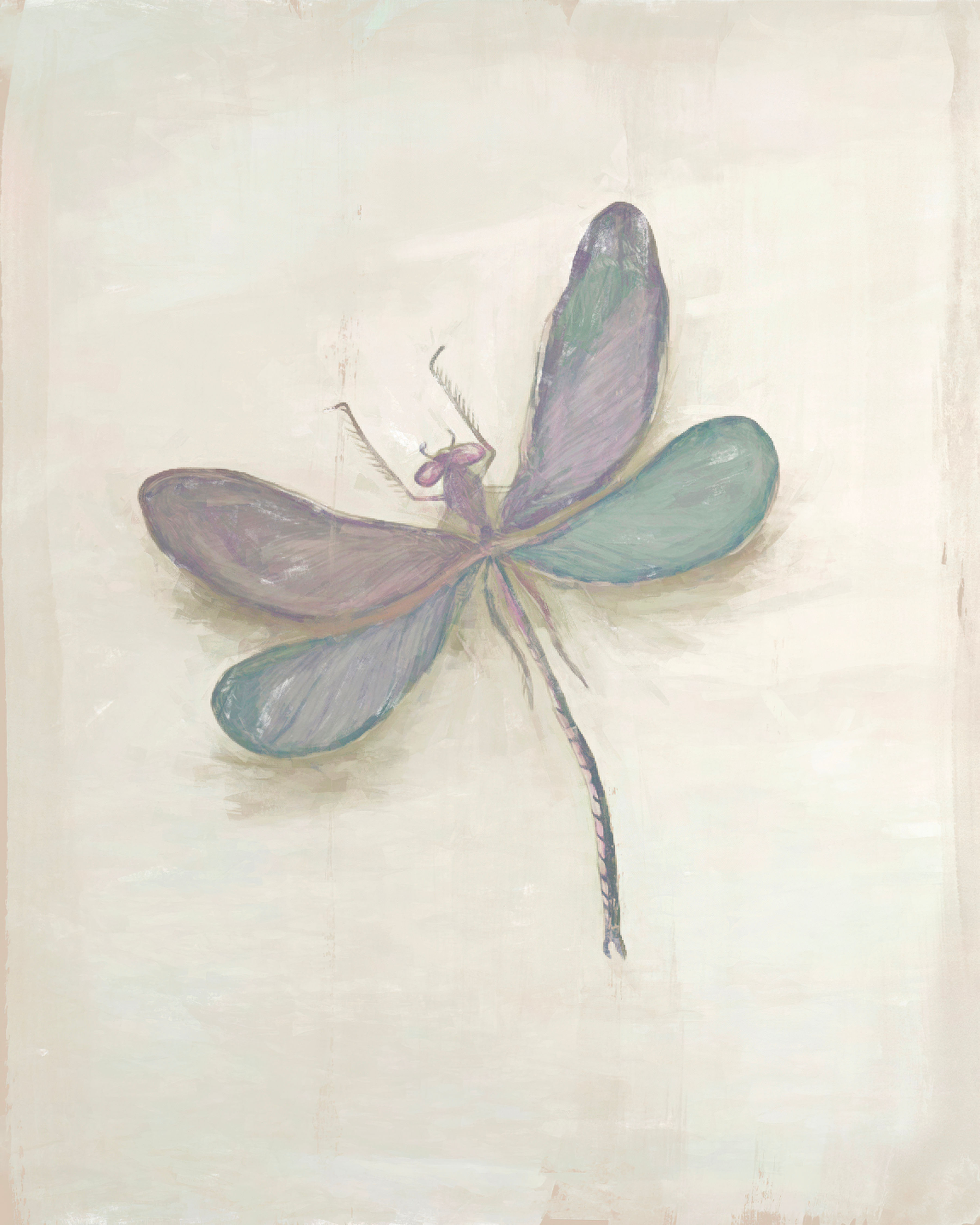 Silky Dragonfly 3