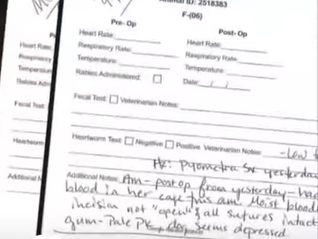 "Rescue Groups Say Bartow Vet Botched Surgeries, Dogs Died"