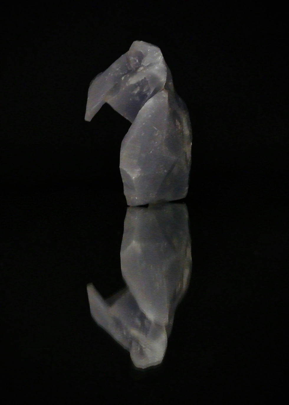 Thumbnail: PURPURA FORAMIS