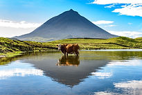 mount-pico-and-a-cow-standing-in-water-reflected-in-a-nearby-lake.jpeg