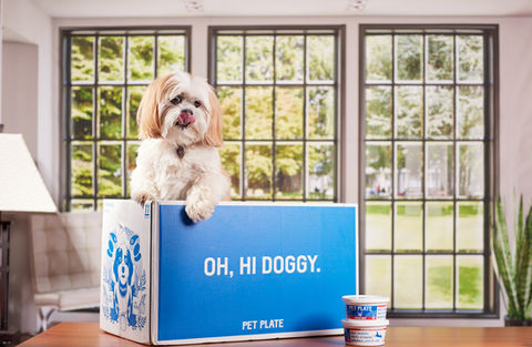 On Location Product Photography for Pet Plate in Massachusetts