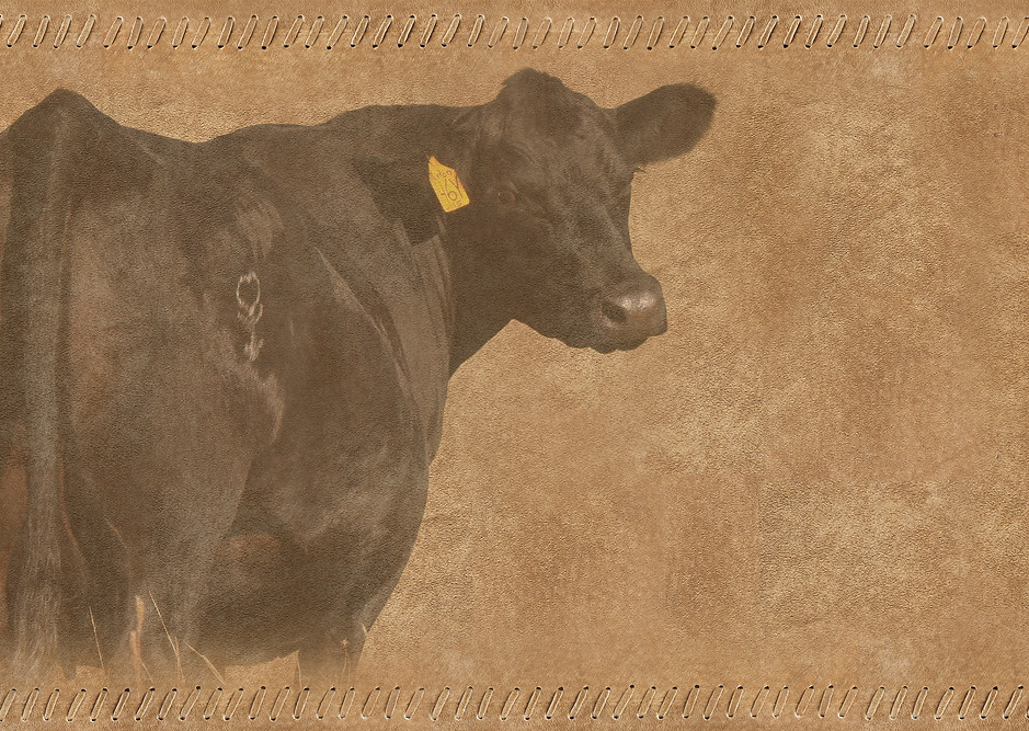 RouseySimAngus_donorcow3.jpg