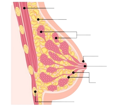 Mama_anatomia-removebg-preview-removebg-preview.png
