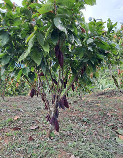 Planta de cacao