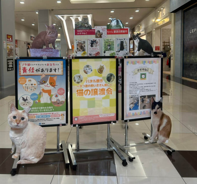 パネル展示による猫の譲渡会開催のご案内