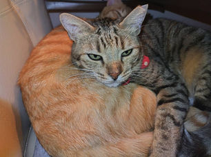 治療を頑張るコスモちゃん😺と支えるマヨちゃん😺