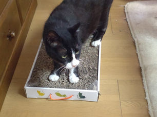 あずきちゃん、家猫修行中❗️