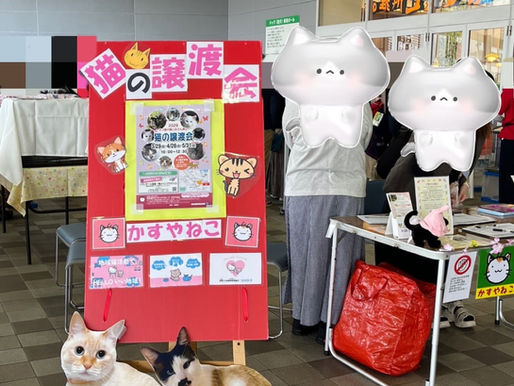 【かすやねこ譲渡会報告】2026.3.29@イオンモール福岡