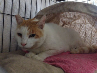 あんこちゃん😺、行方不明→発見→保護、元気に食べるようになりました!