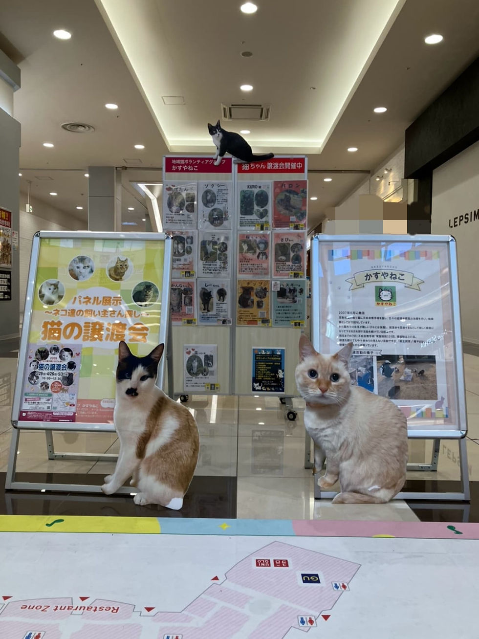 【パネル展示による猫の譲渡会報告】