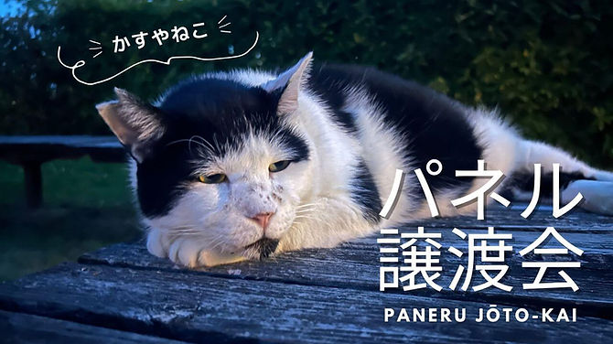 パネル展示による猫の譲渡会開催のご案内