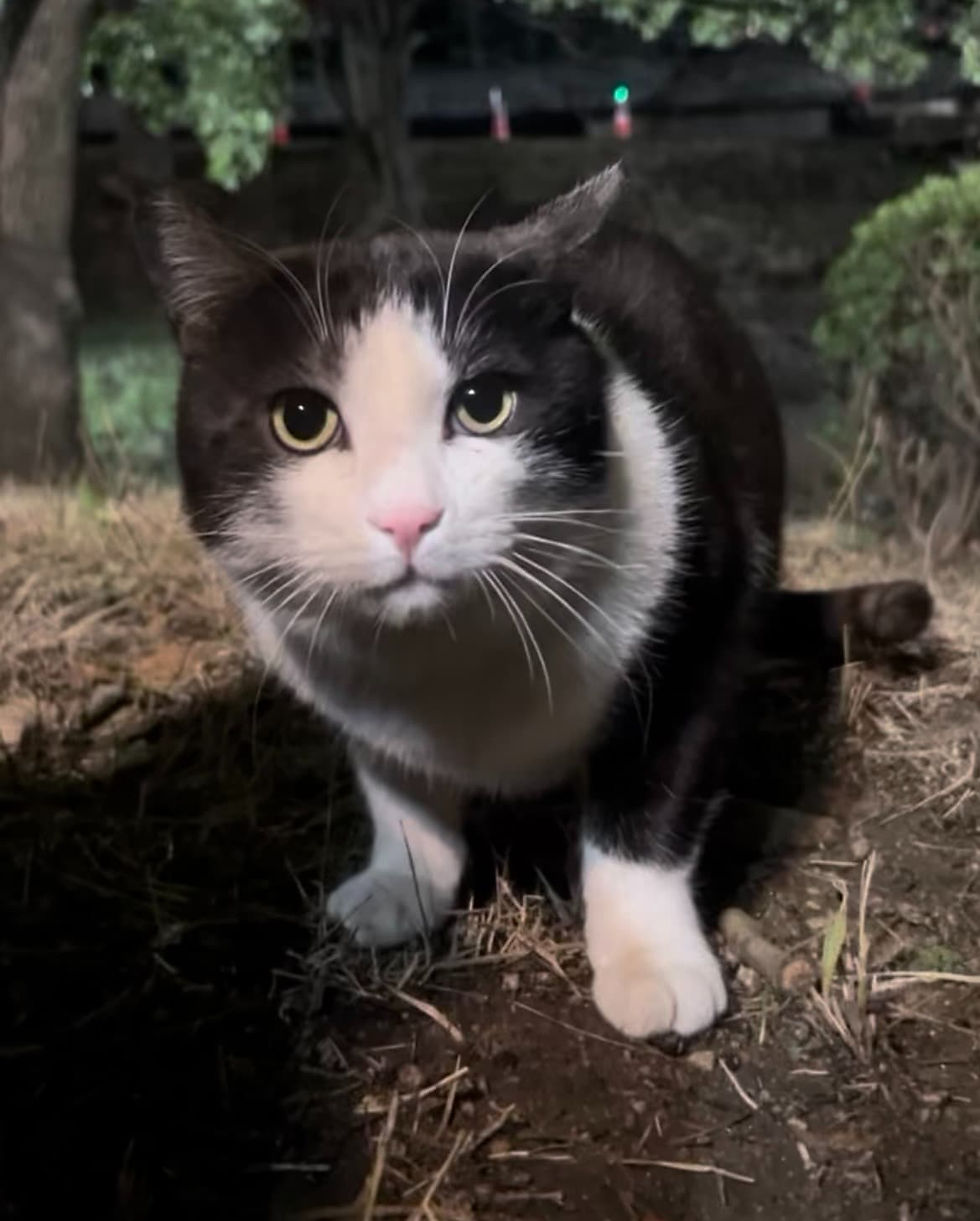 夜の猫たちの姿をそっとお届け!
