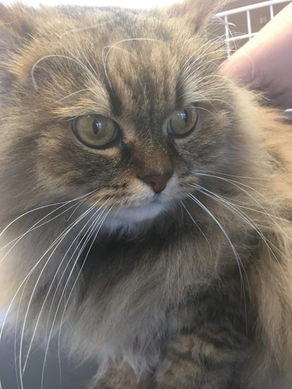 Katten Buster med oppkast og fremmedlegeme i tarm