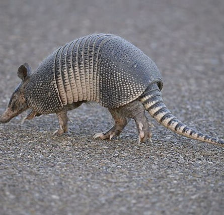armadillo.jpg