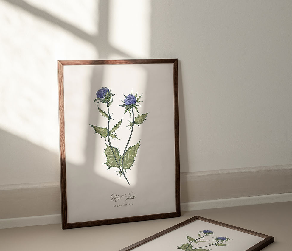 Thumbnail: Milk Thistle Botanical Print