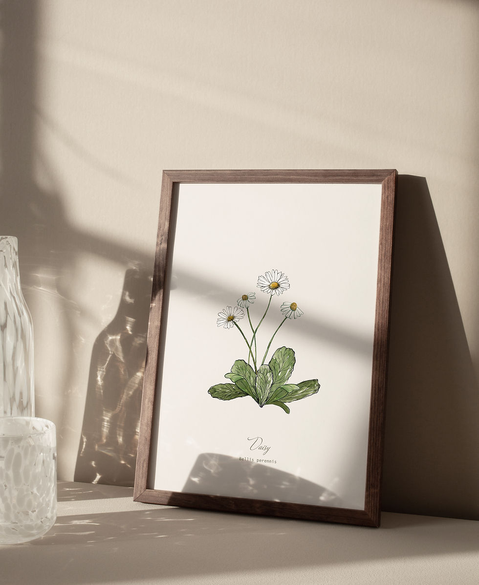 Thumbnail: Daisy Botanical Print
