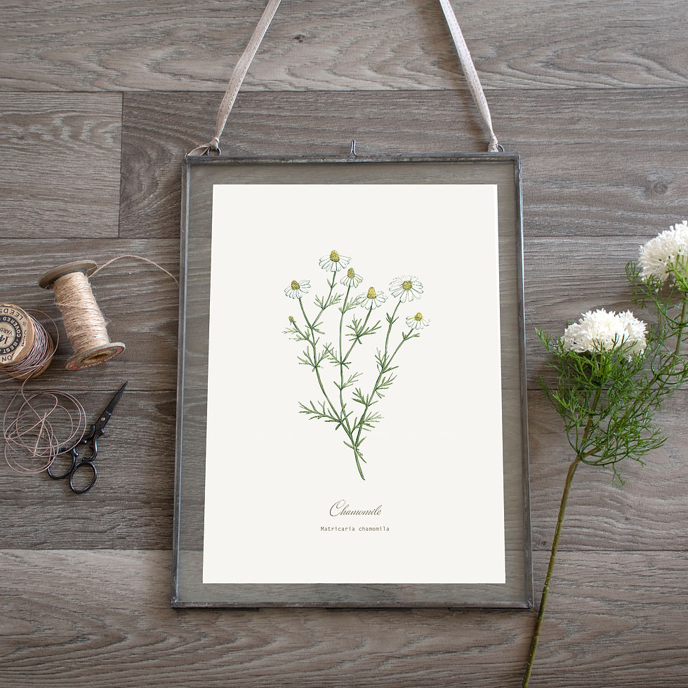 Thumbnail: Chamomile Botanical Print