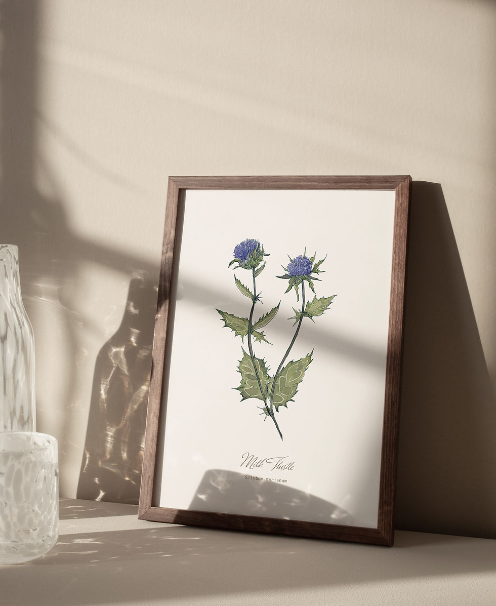 Thumbnail: Milk Thistle Botanical Print
