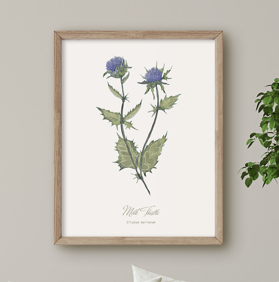 Thumbnail: Four Scottish Thistles Print Set