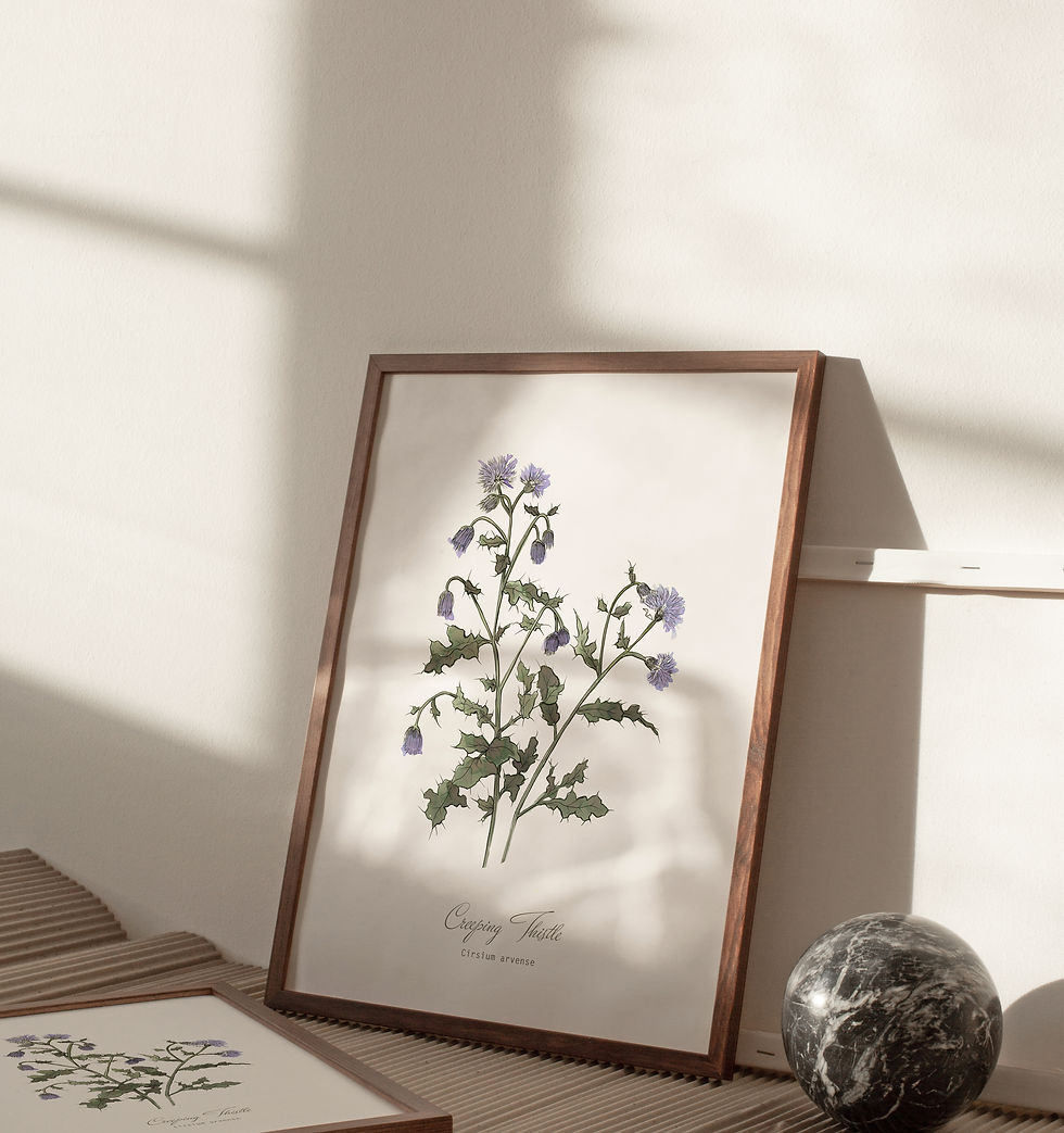 Thumbnail: Creeping Thistle Botanical Print