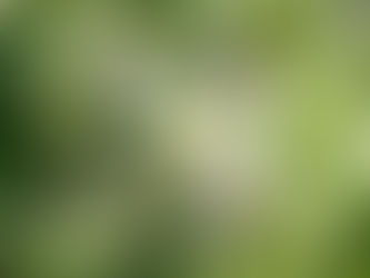 A Dor pela Amazônia e as Flores Verdes da FES