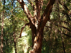 Arbutus(Pacific Essences) e o "Eu Sou"