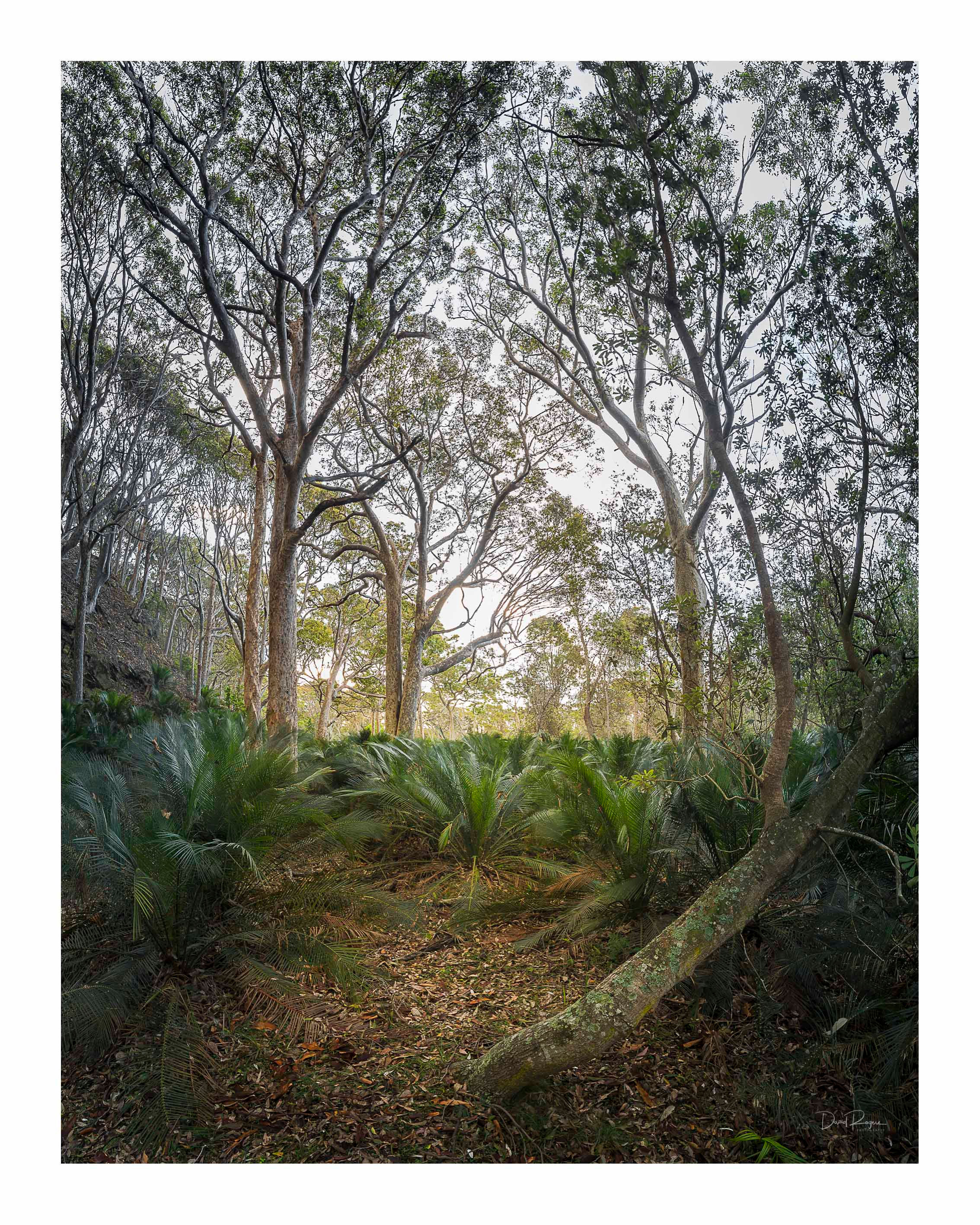 Mimosa Spotted Gum Forest