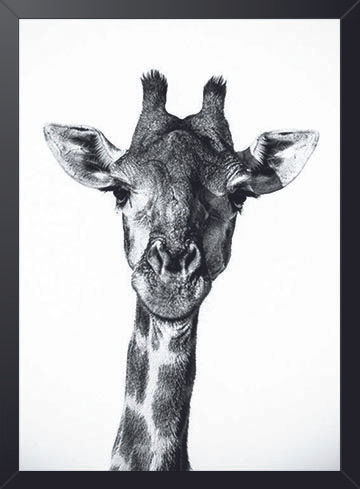 Girafa