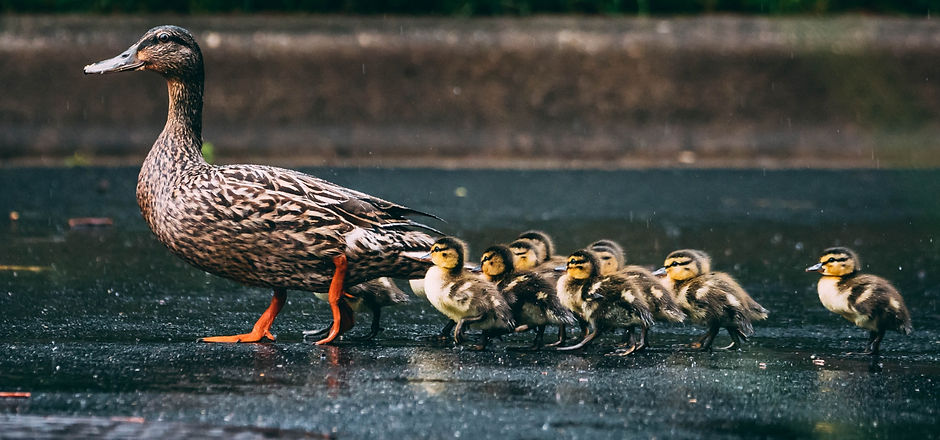 These ducklings hatched the same morning as this walk_edited.jpg
