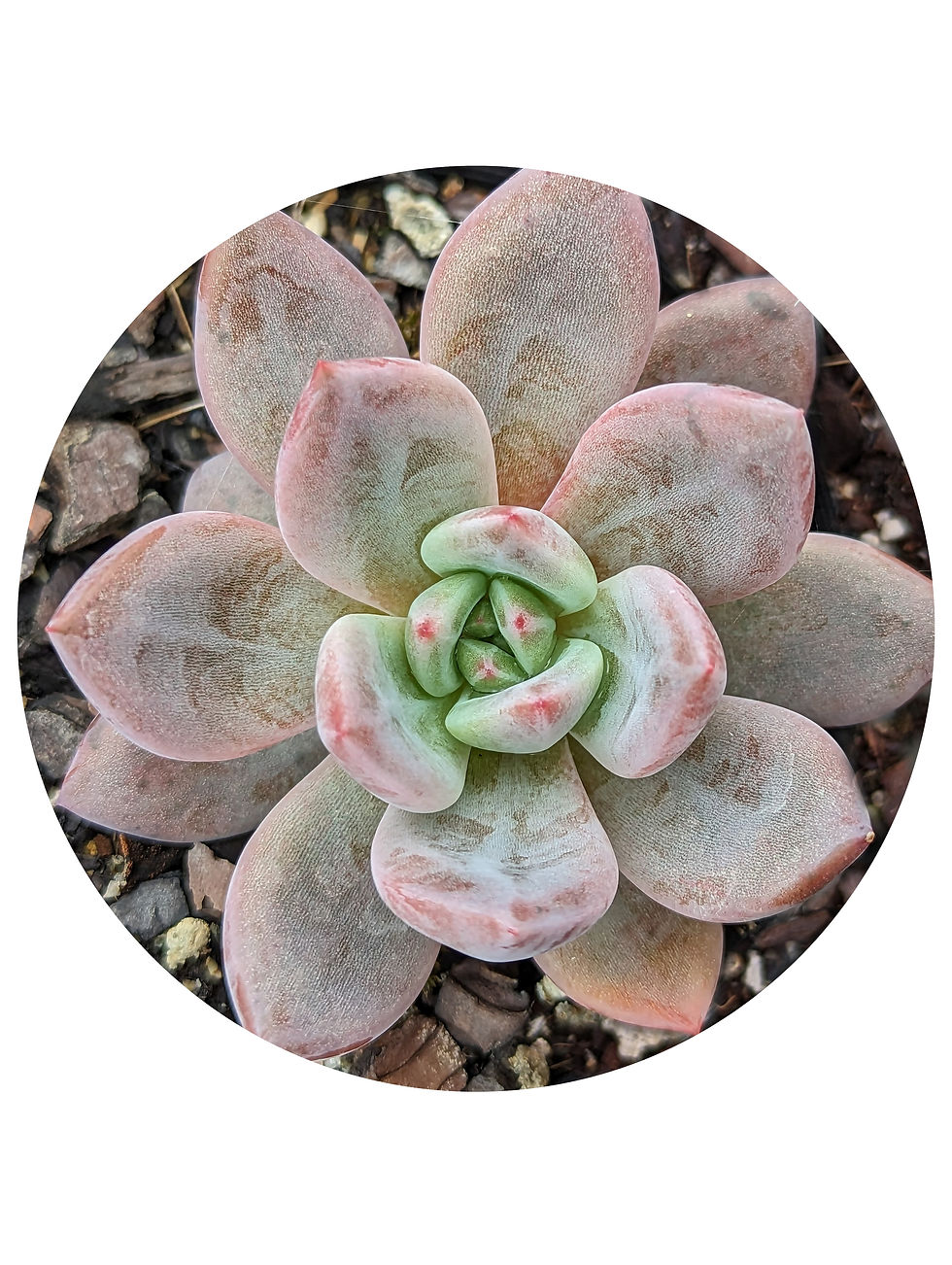 Echeveria - Champagne Pink/Purple