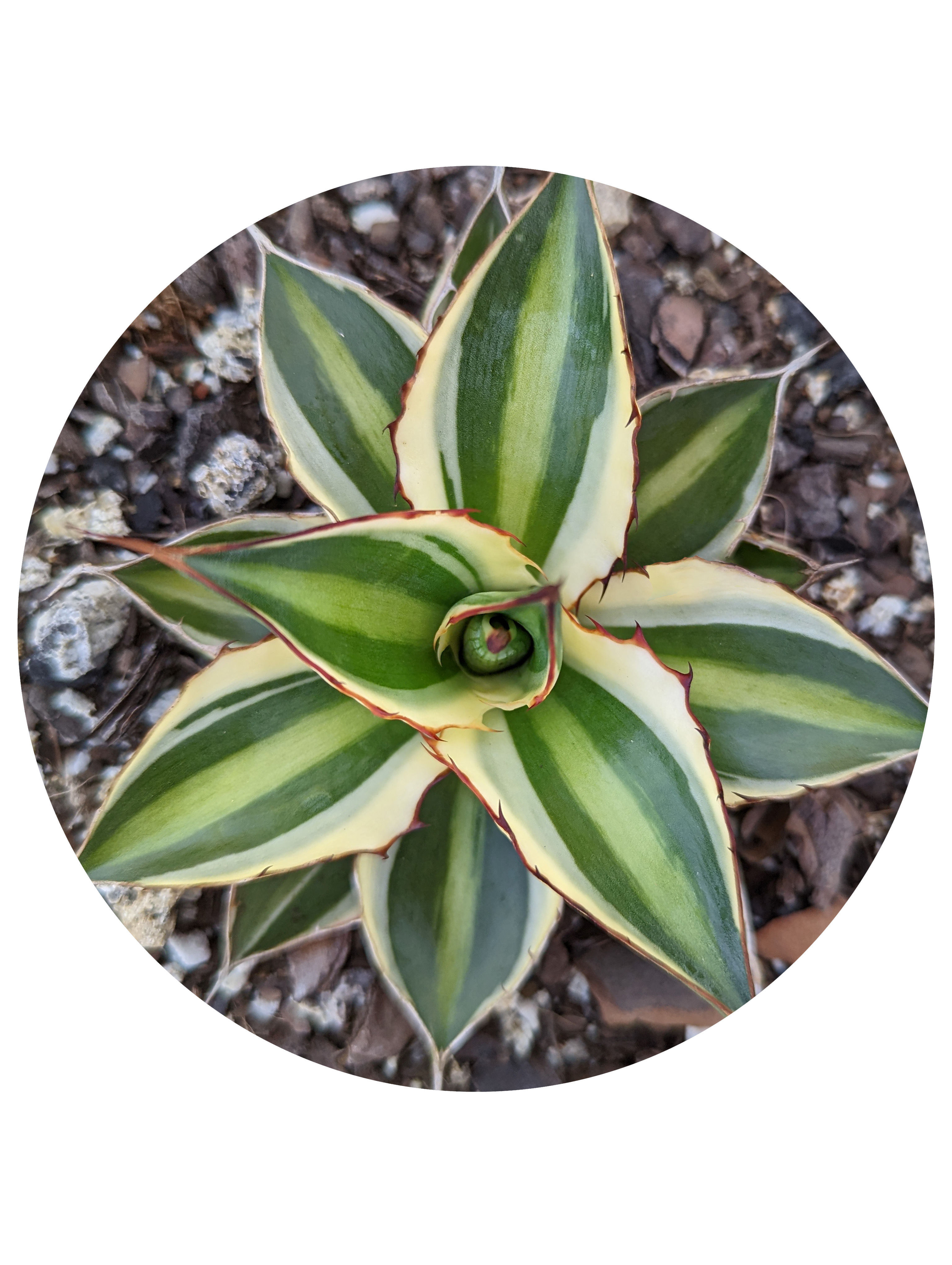 Agave - Quadricolour