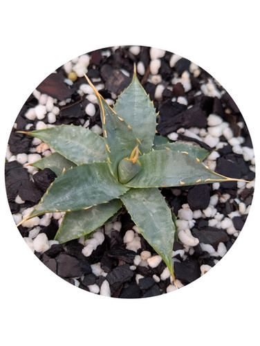 Agave - Utahensis v Eborispina | Happy Succas
