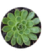 Echeveria - Green Glow (Calara Hybrid)