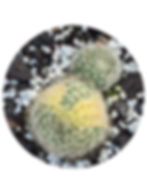 Rebutia