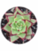 Echeveria - Agavoides Ebony