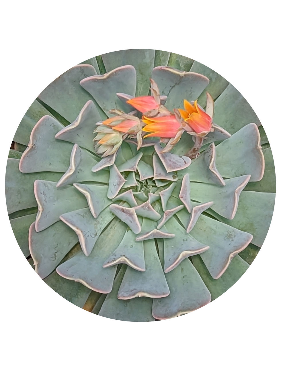 Echeveria - Pinwheel Revolution