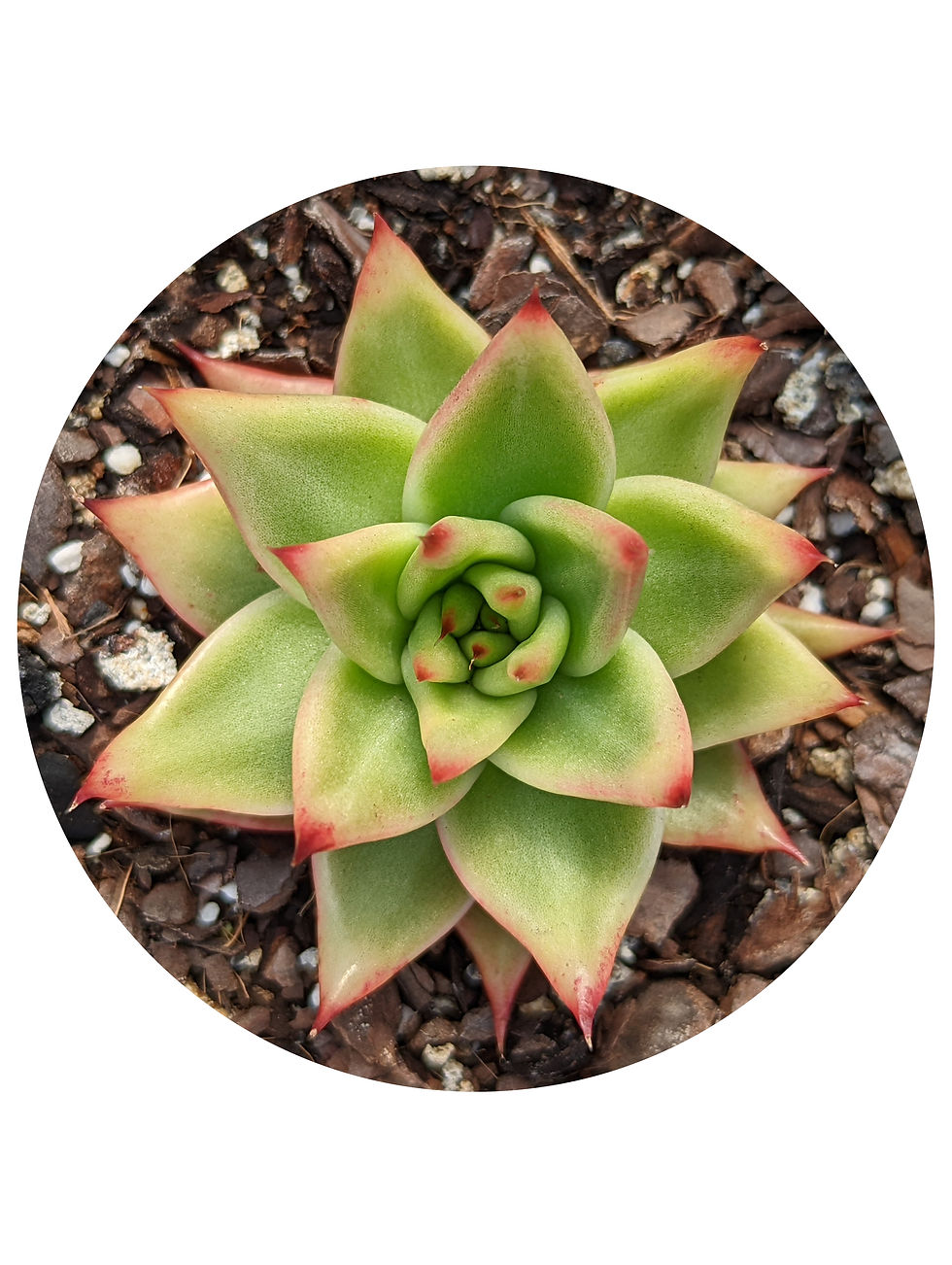 Echeveria - Gaya