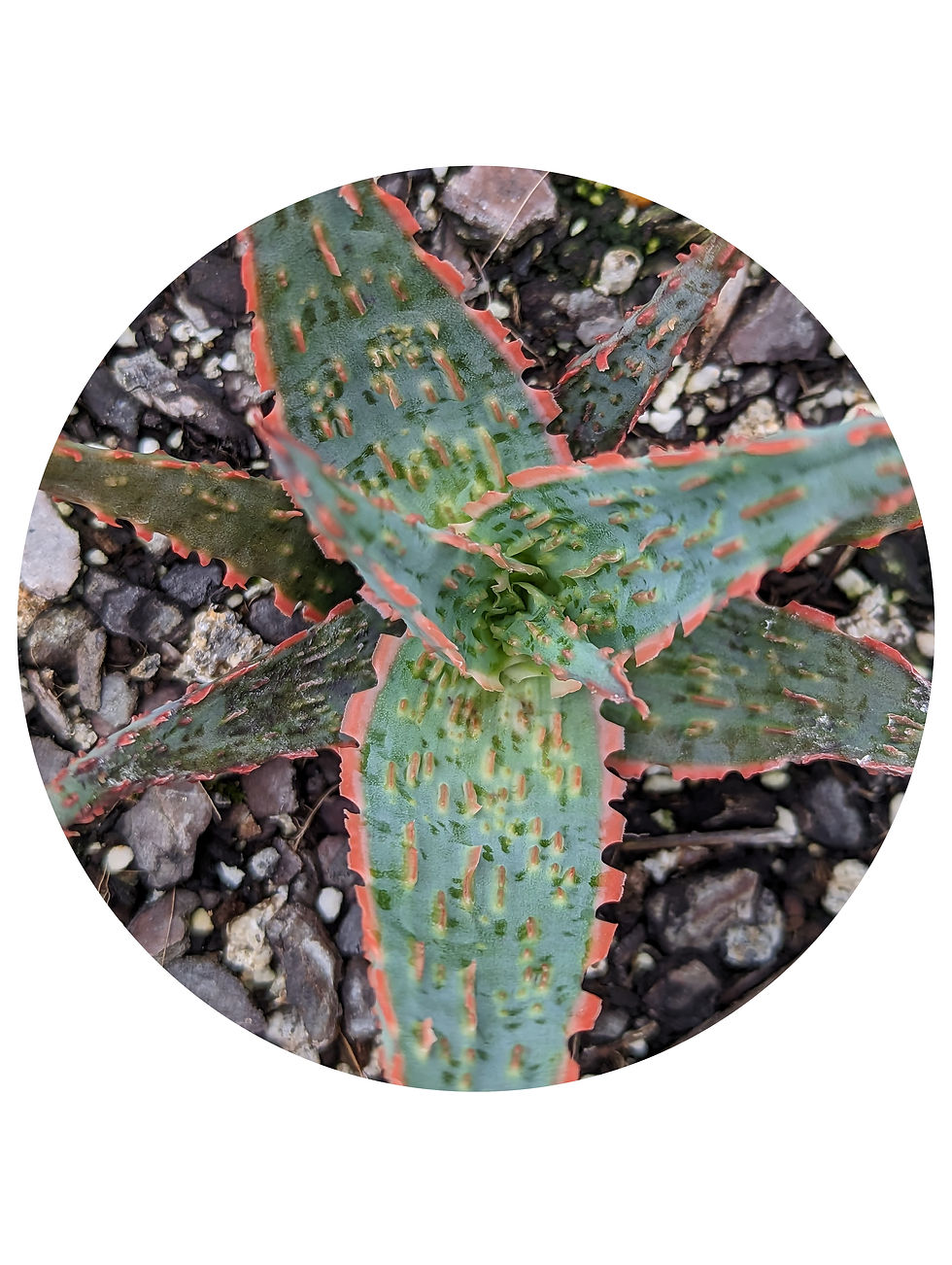 Aloe - Fish Series Stingray Hybrid