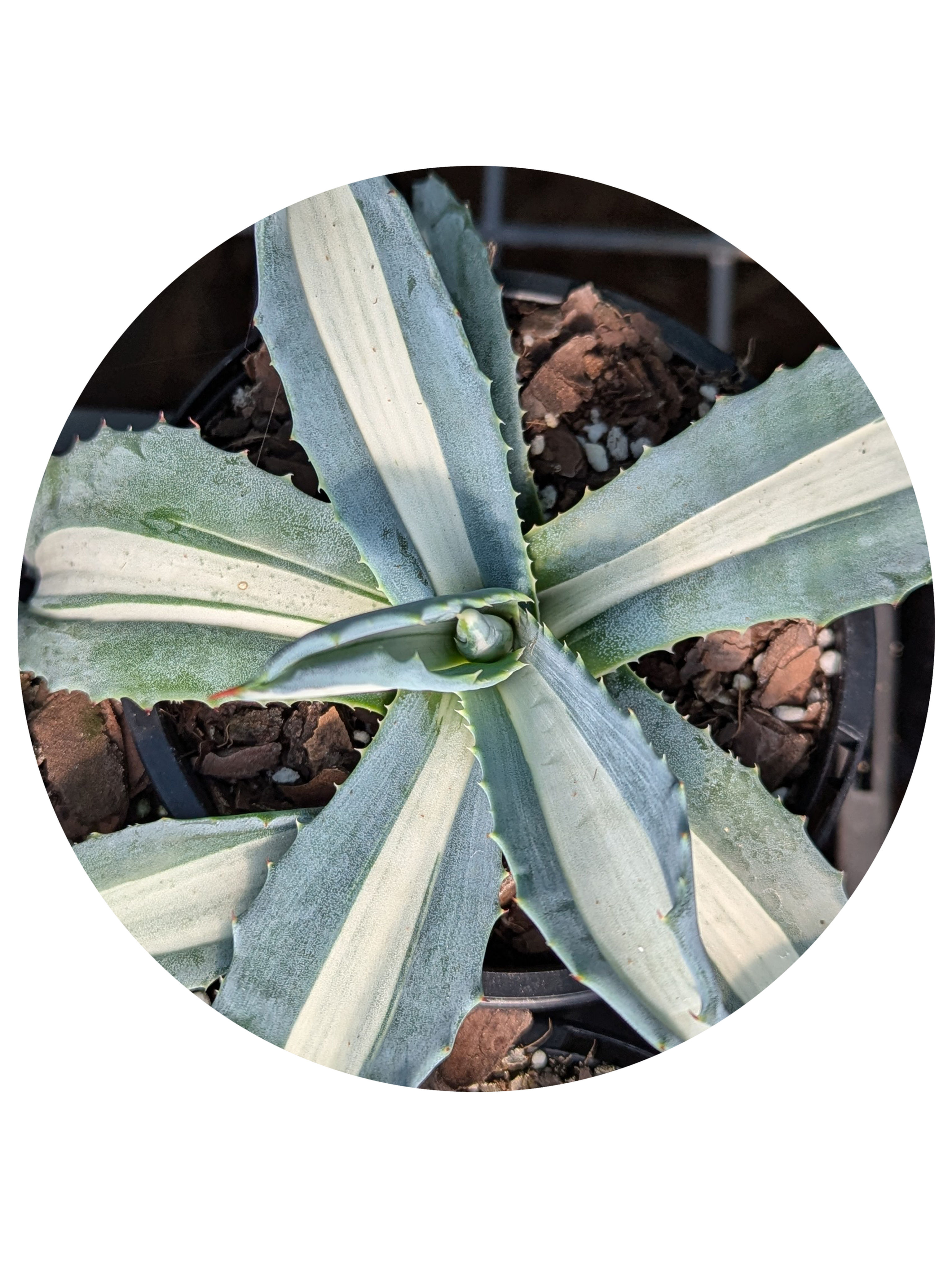 Agave - Americana Mediopicta Alba