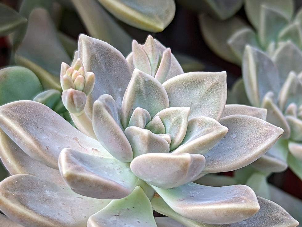 Graptopetalum - Bernalense