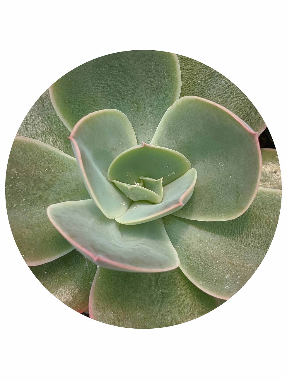 Echeveria - Sunita