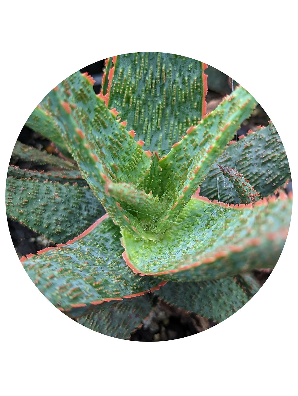 Aloe - Fish Series Snapper (Hybrid)