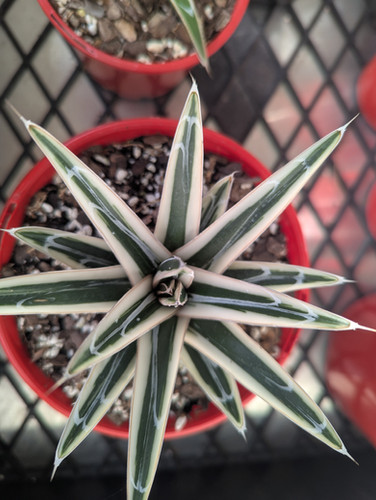 Rare Agave Victoriae-Reginae Albomarginata White Rhino - Limited